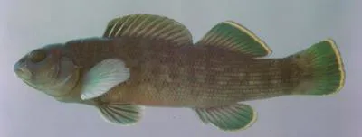 Greenfin darter (Etheostoma chlorobranchium)