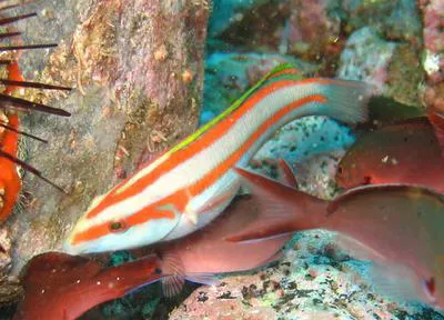 Greenfish (Thalassoma ascensionis)