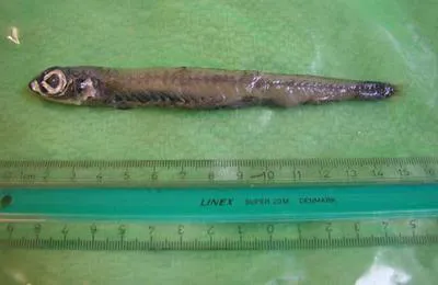 Greenland argentine (Nansenia groenlandica)