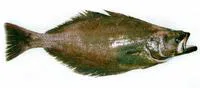 Greenland halibut (Reinhardtius hippoglossoides)
