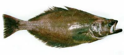 Greenland halibut (Reinhardtius hippoglossoides)