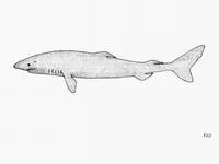 Greenland shark (Somniosus microcephalus)