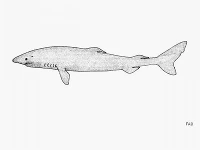 Greenland shark (Somniosus microcephalus)