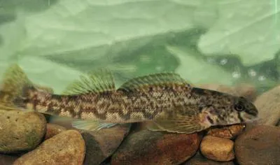 Greenside darter (Etheostoma blennioides)