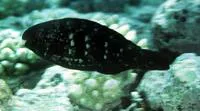 Greensnout parrotfish (Scarus spinus)