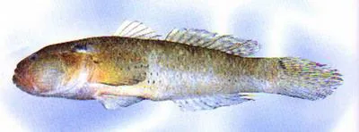 Greenspot goby (Acentrogobius chlorostigmatoides)