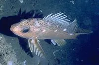 Greenspotted rockfish (Sebastes chlorostictus)