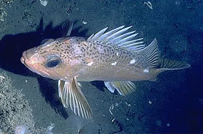 Greenspotted rockfish (Sebastes chlorostictus)