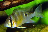 Greenstreaked eartheater (Biotodoma cupido)