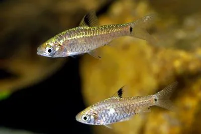 Greenstripe barb (Puntius vittatus)