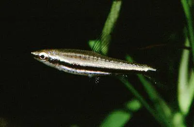 Greenstripe pencilfish (Nannostomus marilynae)