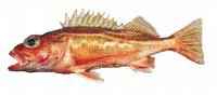 Greenstriped rockfish (Sebastes elongatus)