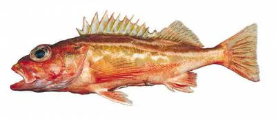 Greenstriped rockfish (Sebastes elongatus)