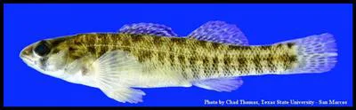 Greenthroat darter (Etheostoma lepidum)