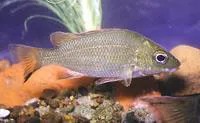 Greenway's grunter (Hannia greenwayi)