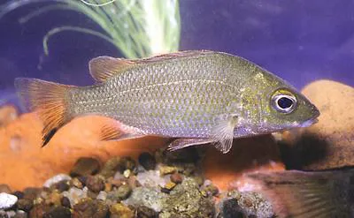 Greenway's grunter (Hannia greenwayi)