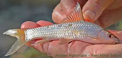 Gregori's labeo (Labeo gregorii)