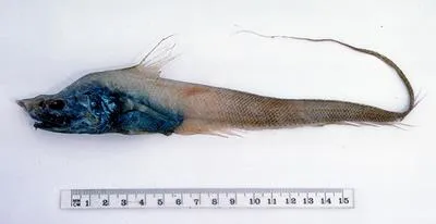 Grenadier (Coryphaenoides filicauda)