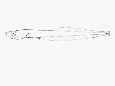 Grenadier smooth-head (Leptoderma macrops)