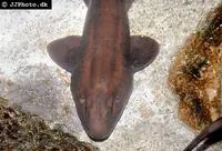 Grey bambooshark (Chiloscyllium griseum)