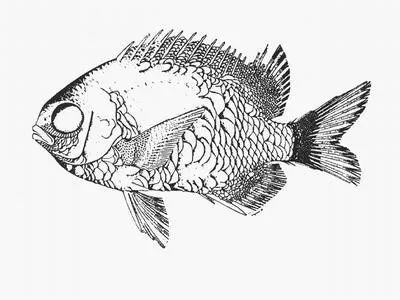 Grey chromis (Chromis axillaris)