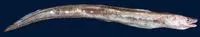 Grey conger (Conger esculentus)