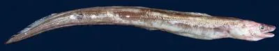 Grey conger (Conger esculentus)
