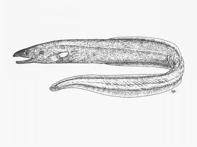 Grey cutthroat (Synaphobranchus affinis)