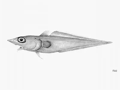 Grey grenadier (Trachyrincus villegai)