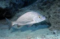 Grey grunt (Haemulon scudderii)