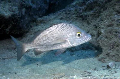Grey grunt (Haemulon scudderii)