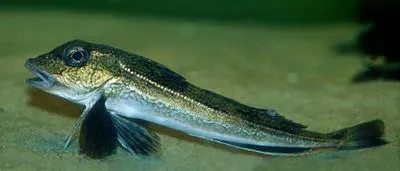 Grey gurnard (Eutrigla gurnardus)