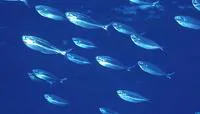 Grey knifefish (Bathystethus cultratus)