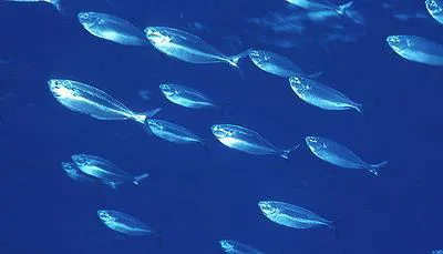 Grey knifefish (Bathystethus cultratus)