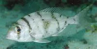 Grey large-eye bream (Gymnocranius griseus)