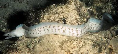 Grey moray (Gymnothorax nubilus)