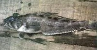 Grey rockcod (Lepidonotothen squamifrons)