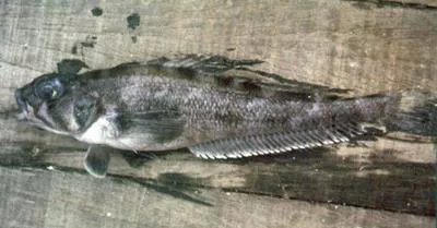 Grey rockcod (Lepidonotothen squamifrons)