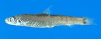 Grey's deepsea smelt (Bathylagichthys greyae)