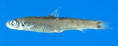 Grey's deepsea smelt (Bathylagichthys greyae)