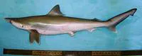 Grey sharpnose shark (Rhizoprionodon oligolinx)