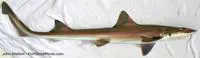 Grey smooth-hound (Mustelus californicus)