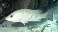 Grey snapper (Lutjanus griseus)