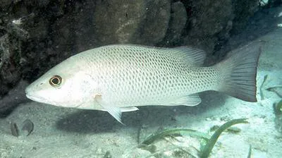 Grey snapper (Lutjanus griseus)