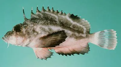Grey stingfish (Minous monodactylus)