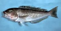 Grey tilefish (Caulolatilus microps)