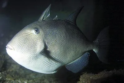 Grey triggerfish (Balistes capriscus)