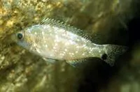 Grey wrasse (Symphodus cinereus)