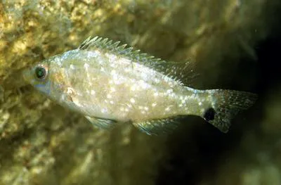 Grey wrasse (Symphodus cinereus)