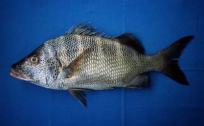 Greybar grunt (Haemulon sexfasciatum)
